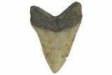 Serrated, Fossil Megalodon Tooth - North Carolina #338563-1